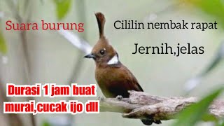 Suara cililin, nembak panjang durasi 1 jam buat masteran murai batu,cucak ijo,kacer dll.