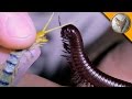 Millipede vs Centipede!