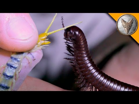 What if a Centipede Bites You? | Are Centipedes Poisonous? | Deadliest Insects | The Dr. Binocs Show