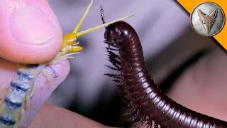 Millipede Vs Centipede!