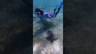ウミガメと泳ぐ
