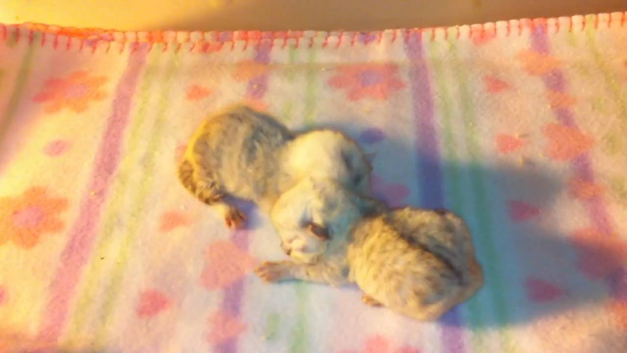 Chinchilla Silver Newborn Persian Kittens for Sale 