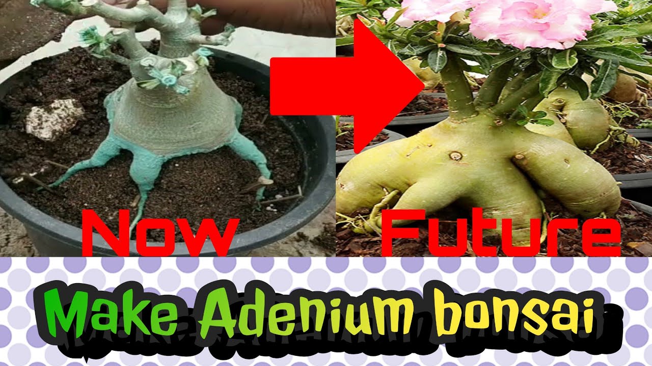 How to train roots of adenium "DESERT ROSE BONSAI" YouTube