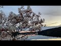 “Spring Ascending” «Весенний разгон» Музыка Ольги Франс на стихи Павла Грушко