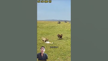 Báo săn vừa bắt được mồi đã bị linh cẩu cướp trắng trợn. #shortvideo #shorts  #thegioidongvat.