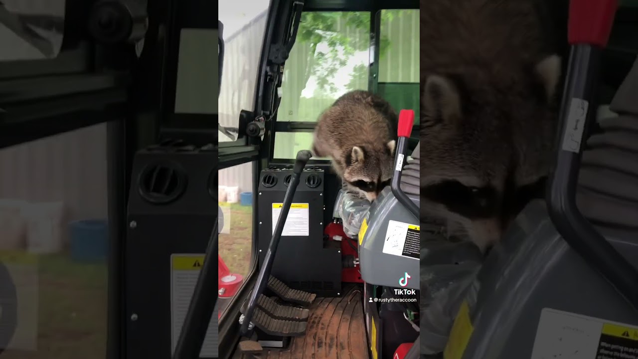 Any recommendations on how to remove this wild animal from my machine? 