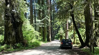 Sekvoje v kalifornském Redwoodu