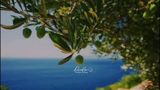 OLIVE BRANCH-ELYANNA lirik dan terjemahan inggris dan bahasa Indonesia#laguviral #lyrics