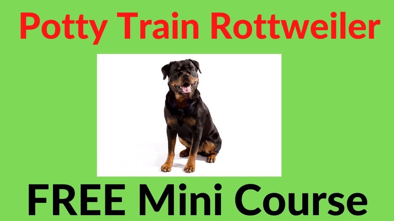 **ASAP** Potty Train Puppy Basset Hound Free Minicourse YouTube