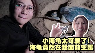 「体验把小海龟放回大海 / 巨大海龟在我面前生蛋全程实录！」 海龟一直流泪！沙丹岛 Satang Island【CC字幕】