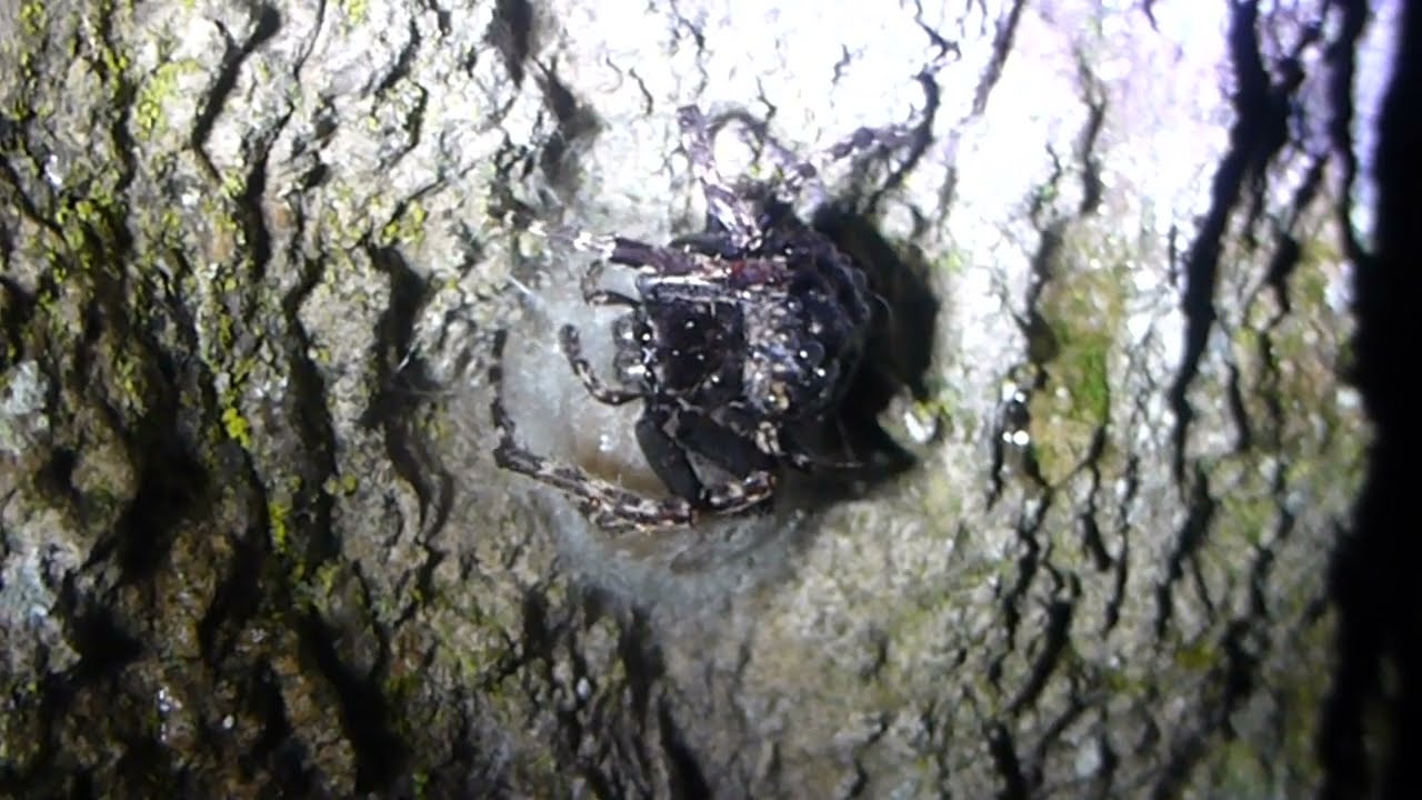 Walnut orb weaver spider - Nuctenea umbratica with her egg sac