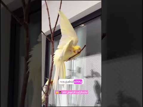 شرح حال رفتار های عروس هلندی و طوطی سانان پرندگان طوطی عروس هلندی