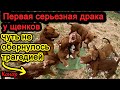 Драка щенков питбулей. Конор чуть не лишился наследства!