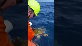 Double Turtle Rescue - Kudos To Our Cleanup Partners For Interrupting Their Morning Routine. #Shorts
