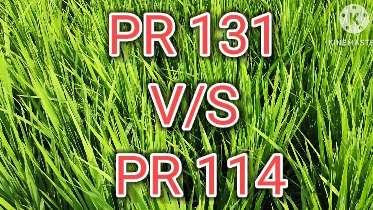 PR 131ਝੋਨੇ ਦੀ ਨਵੀਂ ਵਰਾਇਟੀ! PR 114 ਦੀਆਂ ਸਾਰੀਆਂ ਕਮੀਆਂ ਕਰ ਦਿੱਤੀਆਂ ਦੂਰ!