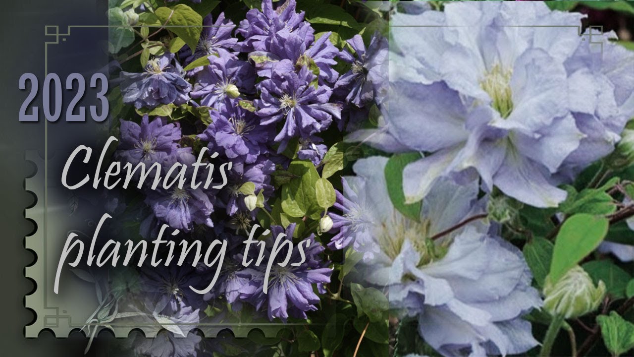 Planting 2 new purple/lavender Clematis in our garden planting tips for zone 7b YouTube
