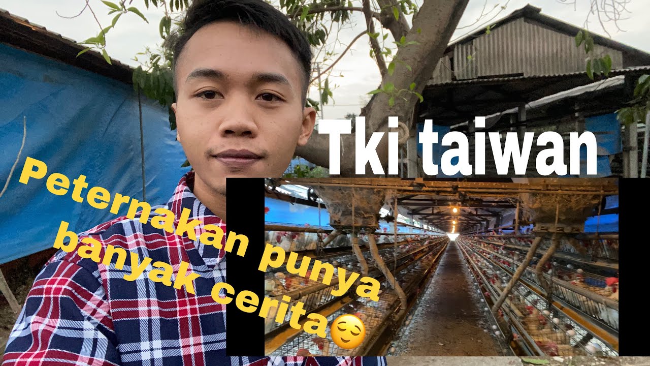 Aktifitas sore di peternakan ayam taiwan