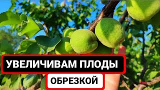 Абрикос ЛЕТНЯЯ обрезка для увеличения плодов