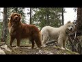 Hell on Four Legs - 6 mo old Samoyed Puppy vs 4 yr old Duck Toller