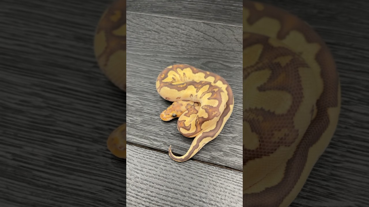 Na sprzedaż - Fire Special Clown🔥 #pythonregius #pytonkrólewski #ballpython #sprzedam #python