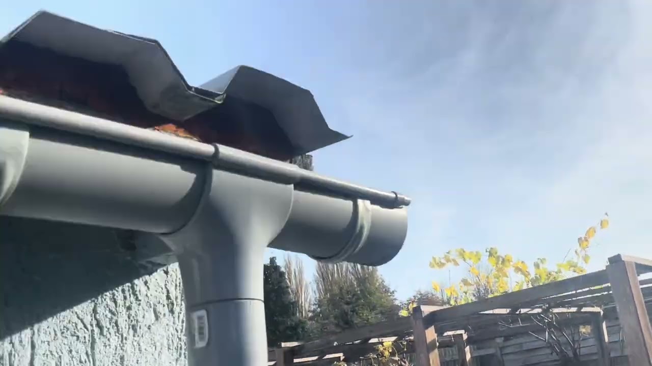 طيور عراقية في المانيا🕊️🕊️