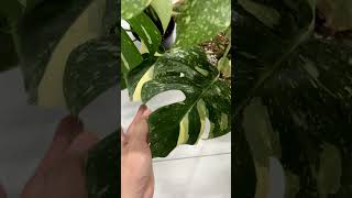 Monstera Form Tai Ngang ❤️❤️❤️ #kiengla #monstera #monsteraform #plants #cremebrulee