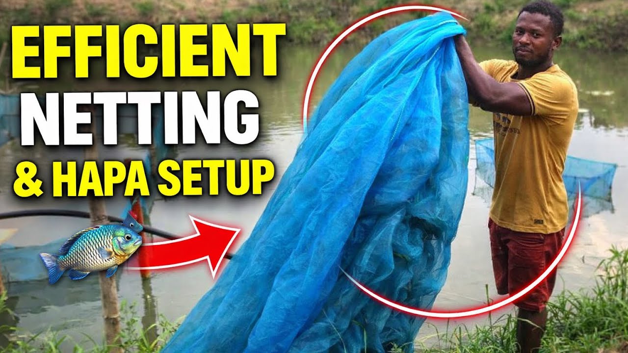 Efficient Tilapia Netting & Hapa Setup