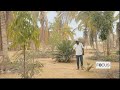 In senegal a master of permaculture grows a lush oasis in the desert