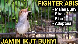 Prenjak Betina Memanggil Lawan Ampuh Pancing Bunyi Prenjak Jantan Manapun Dijamin NYAUT dan Gacor