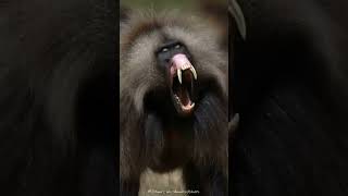 Gelada Monkey King Monkey Videos Feeding Angry Monkey Monkeys Angry Monkey