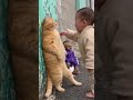 Baby losing his mind  #views #funny #viral #baby #ytshorts
