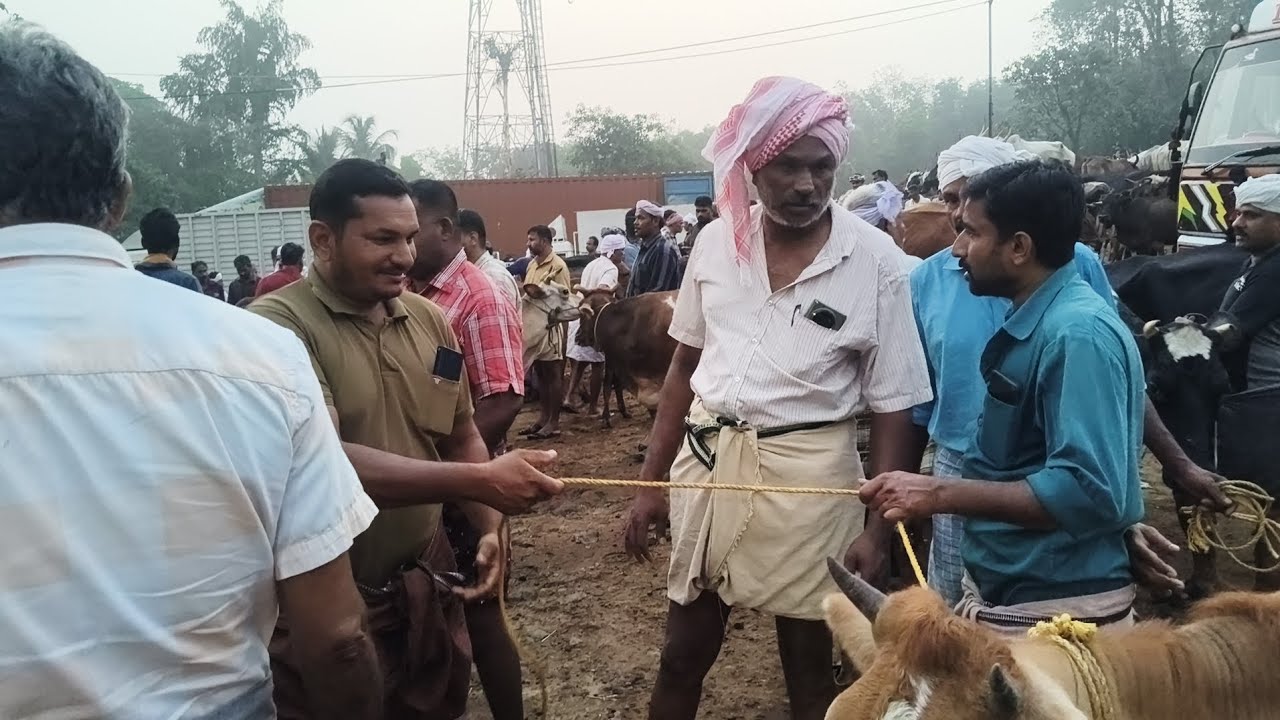പെരുമ്പിലാവ് കന്നുകാലി ചന്ത   ചന്തയിൽ അത്യാവശ്യം കുഴപ്പമില്ലാത്ത നാടൻ  കാലികൾ ഉണ്ടായിരുന്നു