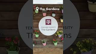 The BEST Spots to Study at Texas A&amp;M University!