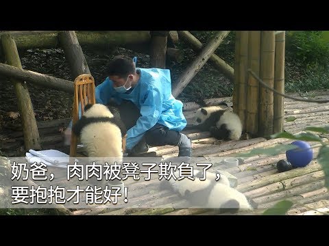 《熊貓早晚安》奶爸，肉肉被凳子欺負了，要抱抱才能好！ | iPanda