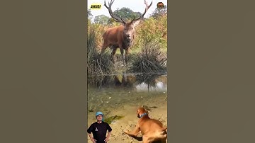 anjing menggonggong,, melihat rusa jantan yang sedang berada di pinggir sungai #animals #shotrs