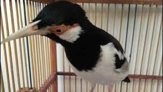 Jalak suren isian pelatuk materi mewah untuk masteran