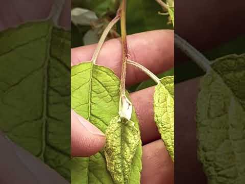 Clip and grow