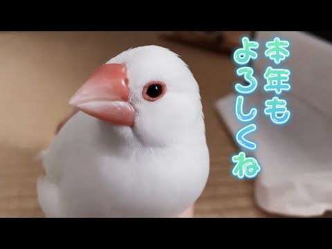 【白文鳥】あけましておめでとうございます　新年2022　すず【Java sparrow】