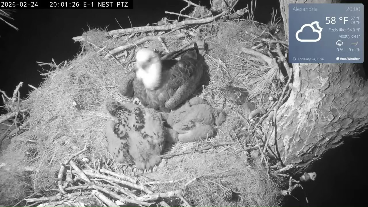 KNF E-1 - 2026.02.24 - Azalea the flying squirrel checks out the
