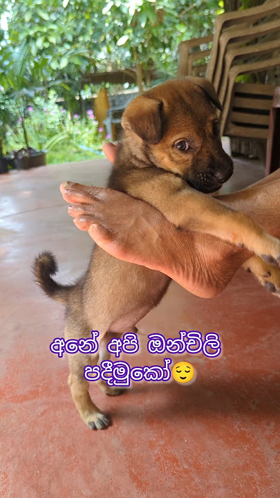 අනේ අපි ඔන්චිලි පදීමුකෝ🐕🤪❤️#puppy#lovely#cute#playing#shortvideo#music
