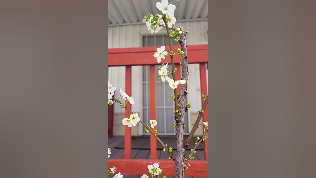 My 2nd Year Green Gage Plum Bloom Like Crazy! π @q-liciouskitchen #viral #short #flowers #garden My 2nd Year Green Gage Plum Bloom Like Crazy! π @q-liciouskitchen #viral #short #flowers #garden