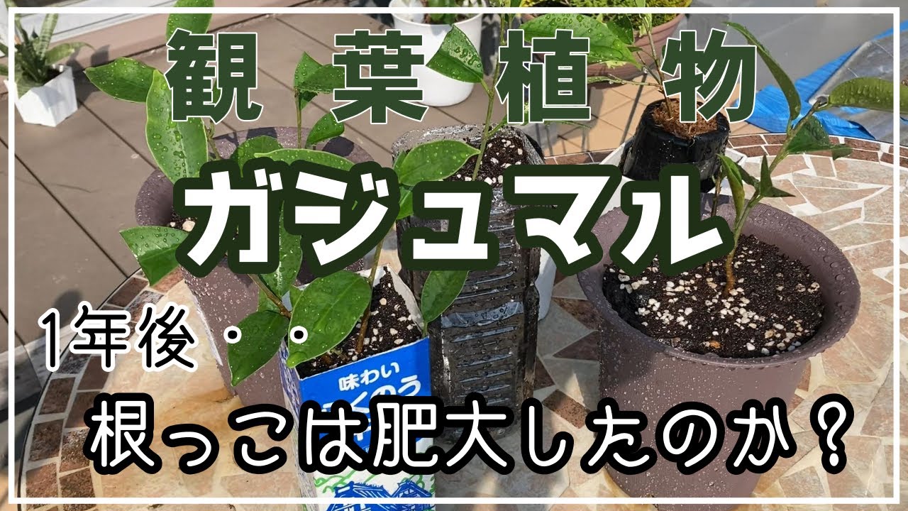 ガジュマル　ぴーすけ Amazon｜ITANSE ガジュマル 6号スクエア鉢 品種で選べる観葉植物
