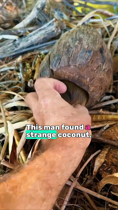 He Shook a Coconut… What Came Out Was INSANE #shorts