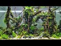 The Best Aquascapes at Aquatic Experience 2018