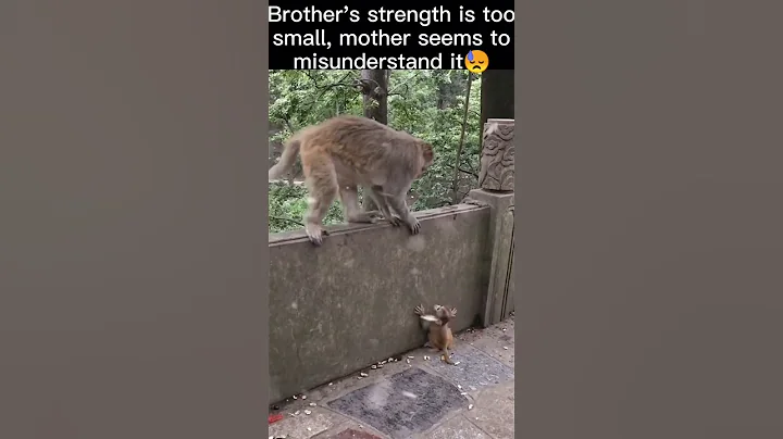 Monkey lifestyle living at home,  #short