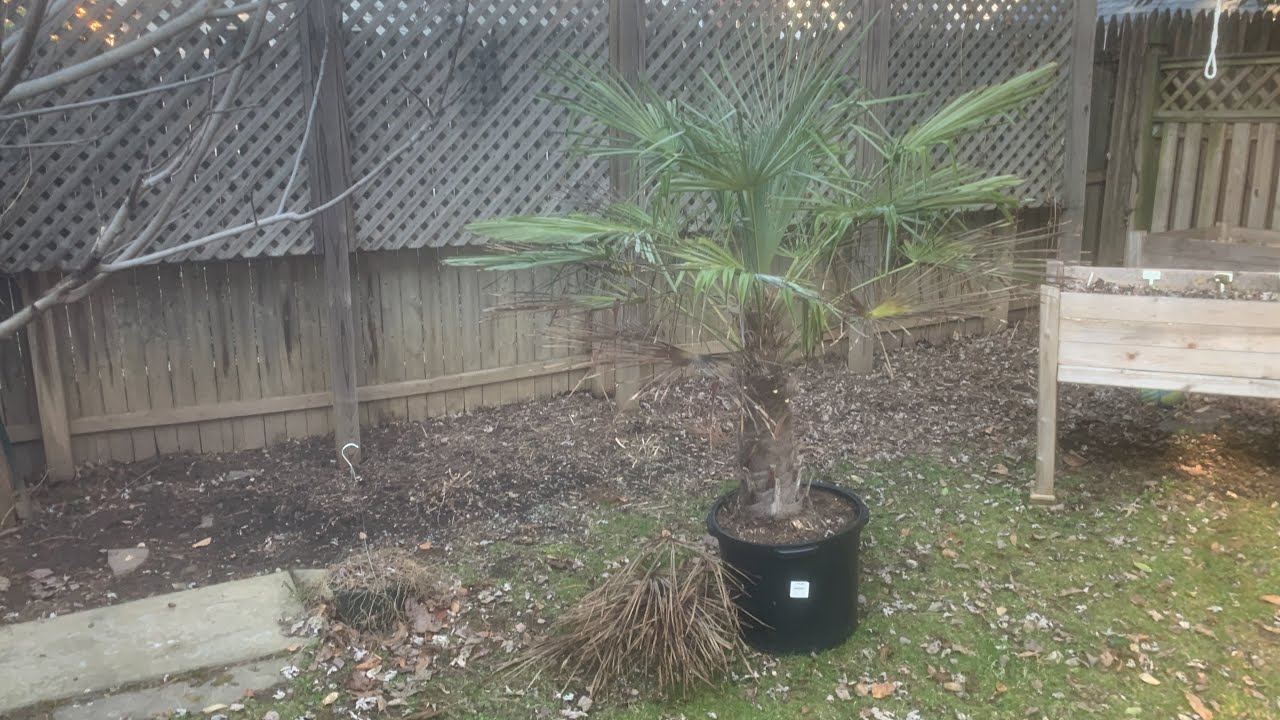 Struggling Windmill Palm Gets a Trim