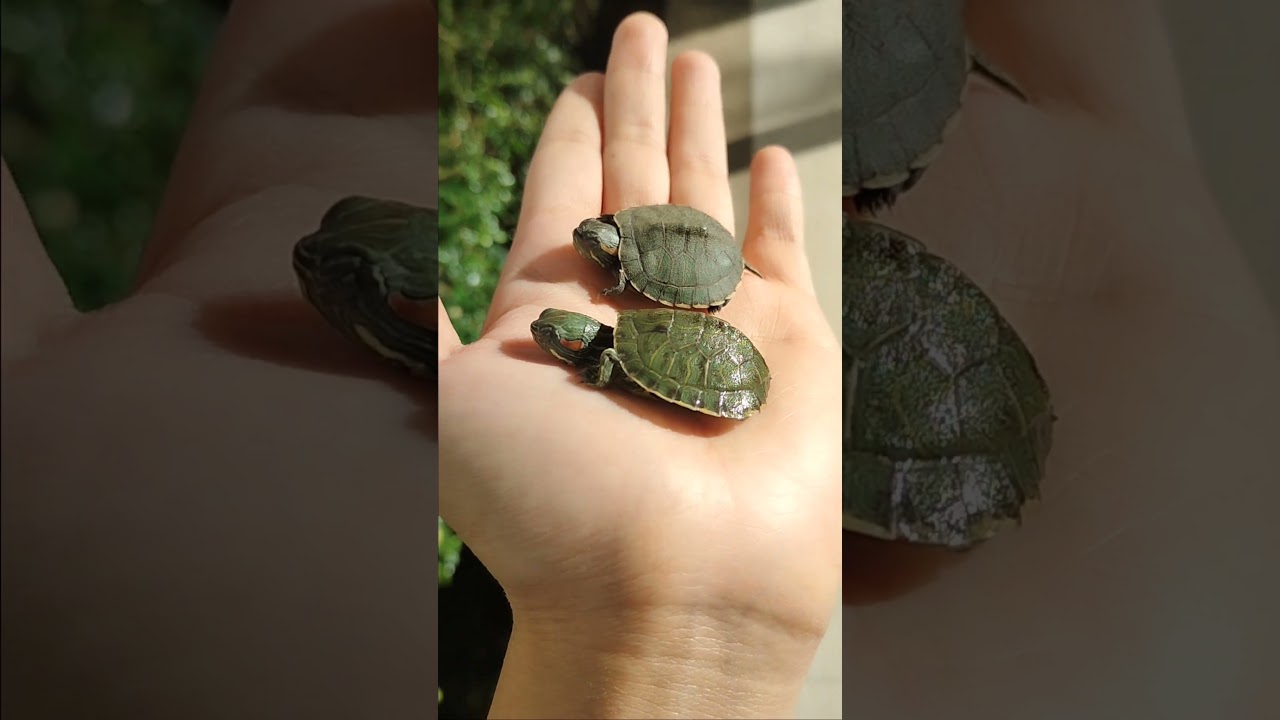 พาน้องเต่ามาอาบแดดหน่อย รับVitamin D