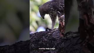 Eagles Can See a Rabbit From Kilometers Away #didyouknow #earthscience #sciencefacts