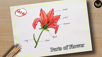 How to draw longitudinal section of flower step by step |Parts of flower | How to labelling a flower