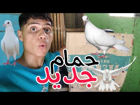 جبت حمام جديد وراحت السوق وجبت دكر انجليزي وشوف الحمام الكركندي عمل ايه